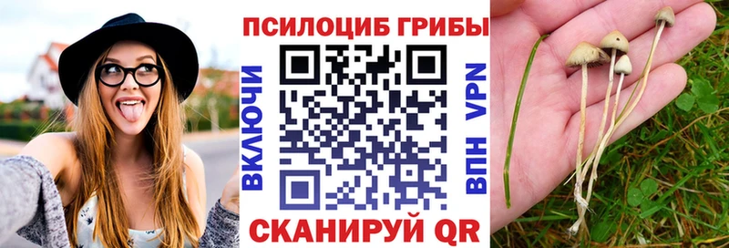 Псилоцибиновые грибы Psilocybe  Княгинино 